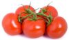 TOMATE Montfavet 63/5 HF1 (INRA) Pqt   5 g