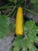 COURGETTE jaune LINGODOR HF1 Pqt 25 g