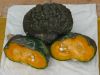 COURGE marina di Chioggia bio certifi FR-BIO-15  Pqt 100 g