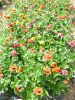 ZINNIA DOUBLE pompon en mlange Pqt  25 g