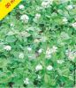 Trfle blanc gazonnant Rivendel sac de 5 kg