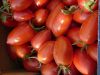 TOMATE Roma V.F. Pqt  25 g