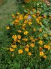 COSMOS SULPHUREUS brightlights vari Pqt   5 g