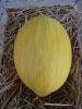 MELON jaune canari bio certifi FR-BIO-15  Pqt 25 g