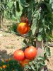 TOMATE Fandango Hybride F1 Pqt   5 g