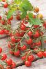 TOMATE CERISE Sweet 100 HF1 Pqt   5 g