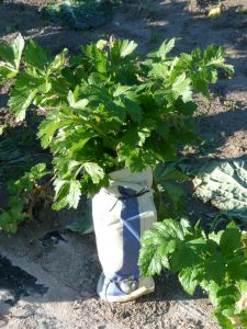 Cleri Branche d'Elne Pqt 25 g