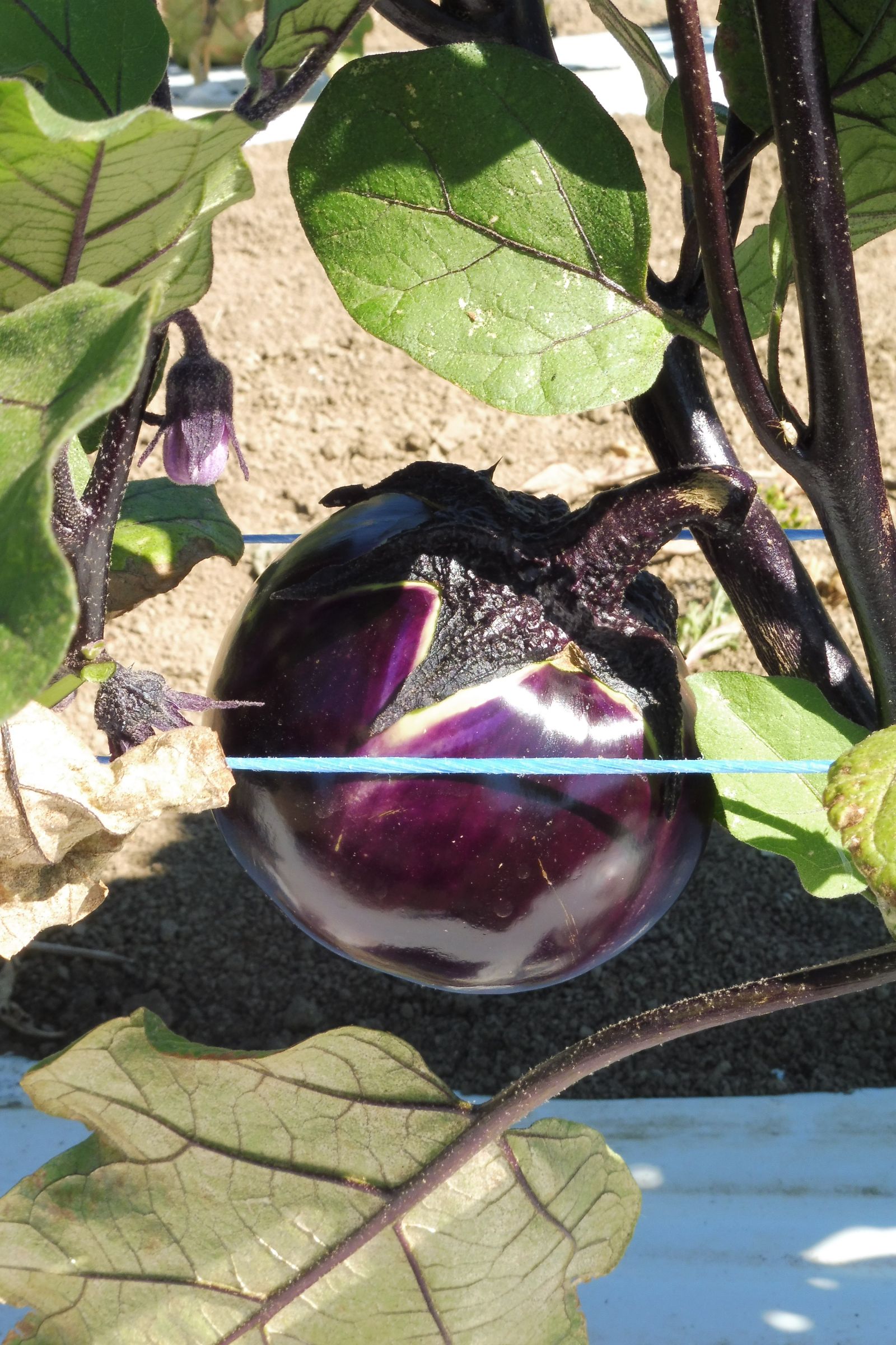 Aubergine ronde Black Beauty Pqt 5 g