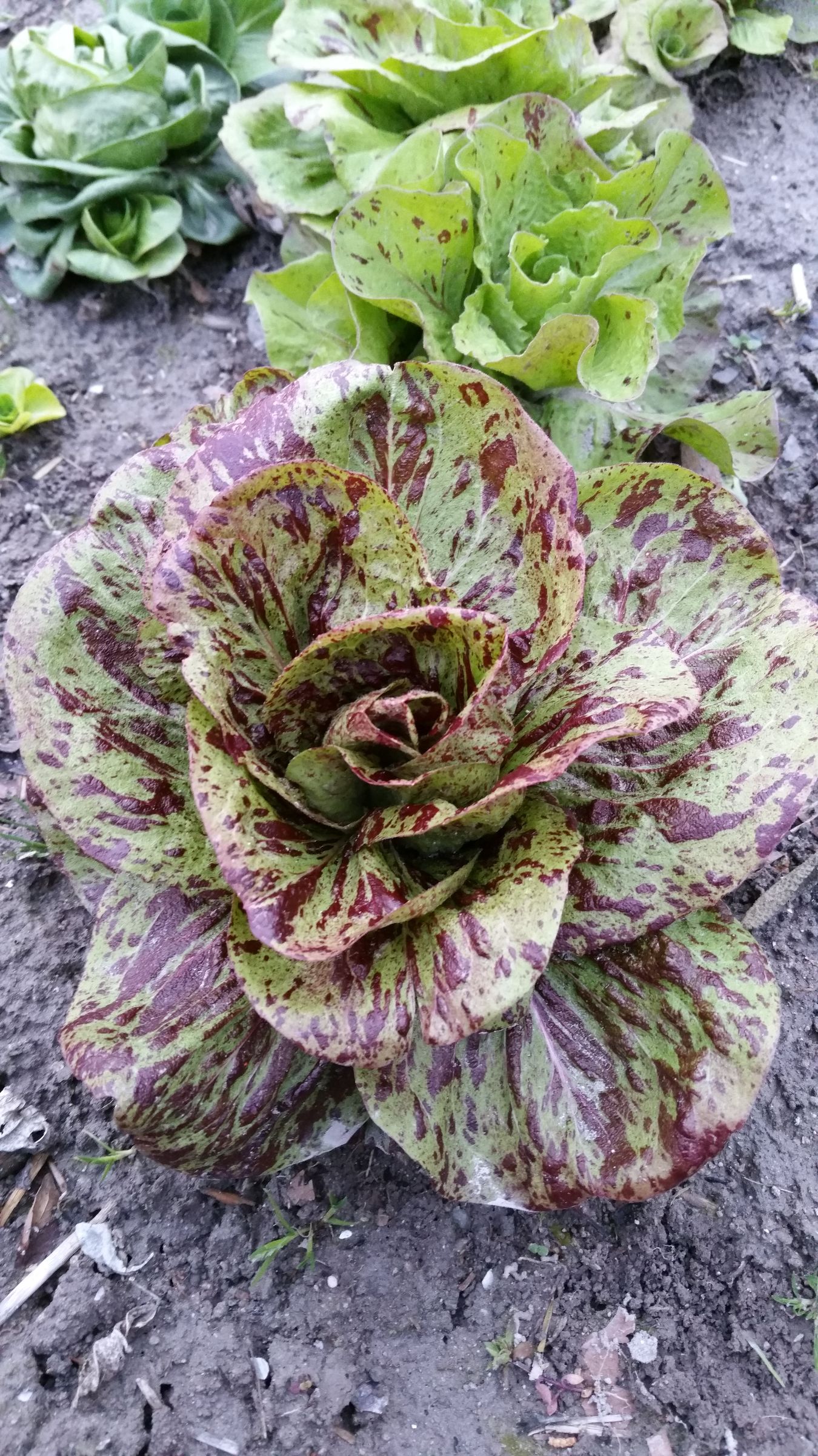 Chicore sauvage strie de Castelfranco Pqt 500 g