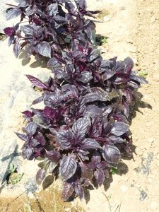 Basilic Pourpre Pqt 100 g