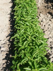 Basilic Marseillais Pqt 5 g