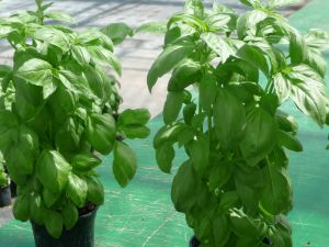 Basilic Grand vert Italiano (genovese) BIO certifi FR-BIO-15 Pqt 25 g