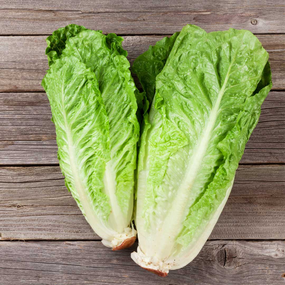 Laitue romaine Verte maraichre Pqt 100 g
