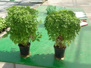 Basilic Fin Vert Pqt 500 g